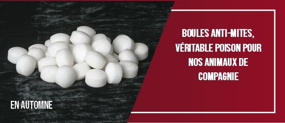chien-chat-poison-Boules anti-mites, véritable poison pour nos animaux de compagnie-Naphthalene ball